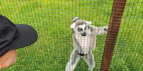 Dzieci z zerówki w Lemur Park