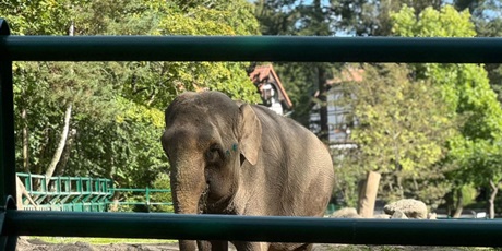 Powiększ grafikę: Zwierzęta w zoo.