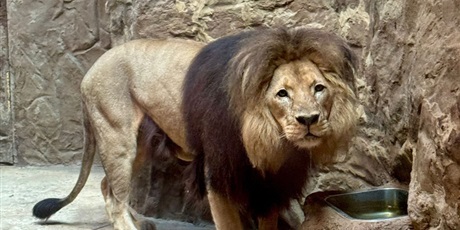 Powiększ grafikę: Zwierzęta w zoo.