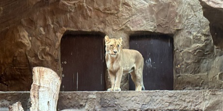 Powiększ grafikę: Zwierzęta w zoo.