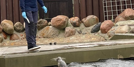 Powiększ grafikę: Karmienie fok