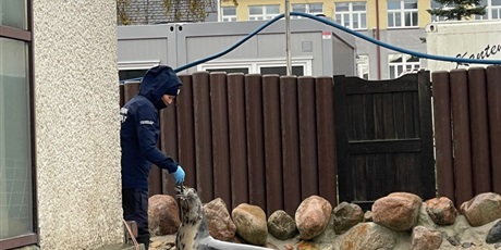 Powiększ grafikę: Karmienie fok