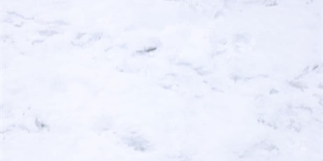 Powiększ grafikę: Dzieci podczas wyjścia do piekarni