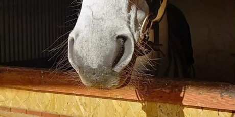 Powiększ grafikę: Koń