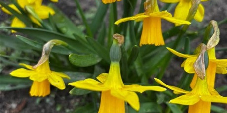 Powiększ grafikę: „Złapmy wiosnę razem”