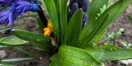 Powiększ grafikę: „Złapmy wiosnę razem”