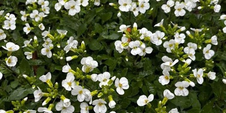 Powiększ grafikę: „Złapmy wiosnę razem”